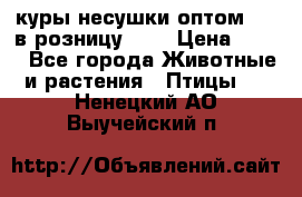 куры несушки.оптом 160 в розницу 200 › Цена ­ 200 - Все города Животные и растения » Птицы   . Ненецкий АО,Выучейский п.